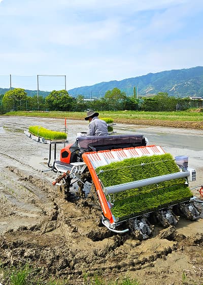 泥の深い水田で、苗を積んだ自動走行アシスト付きの田植え機を操縦し、整然と苗を植え付けていく様子。