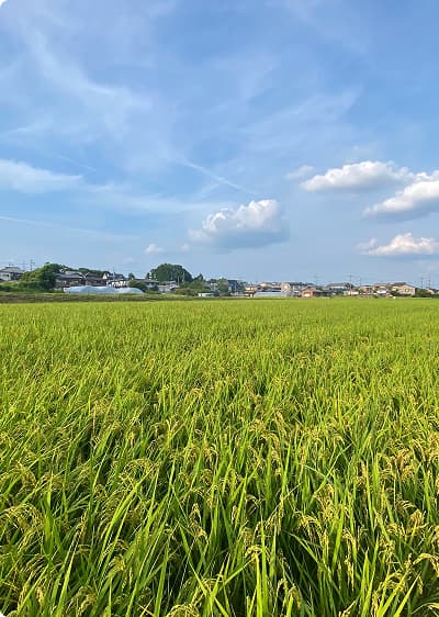 青空と白い雲の下、収穫時期を迎え黄金色に色づいた稲穂が地平線まで広がる豊かな田園風景。